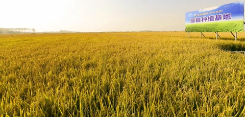 letou����������(�й���)�ٷ���վ